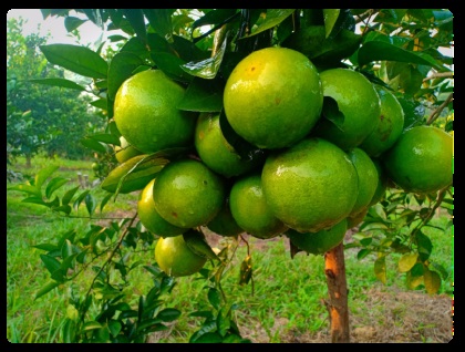 Cam Giòn Xuân Hòa Thượng Lộc